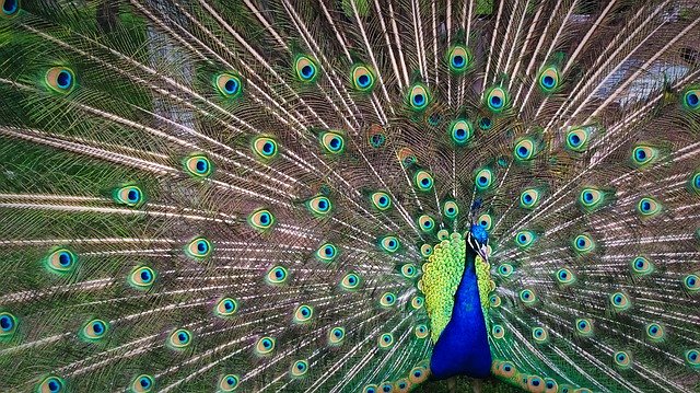 Das Wildgehege In Koln Lindenthal Mamilade Ausflugsziele