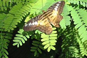 Botanischer Garten Augsburg Mamilade Ausflugsziele