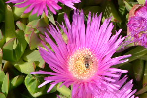 Der Botanische Garten In Braunschweig Mamilade Ausflugsziele