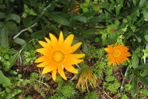 Botanischer Garten Tubingen Mamilade Ausflugsziele