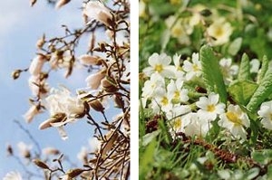 Botanischer Garten Halle Mamilade Ausflugsziele