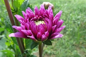 Botanischer Garten Leipzig Mamilade Ausflugsziele