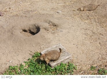 Haus Natur Und Umwelt In Der Wuhlheide In Berlin Mamilade