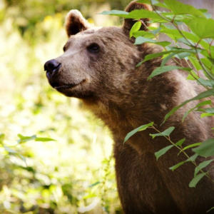 alternativer baerenpark schwarzwald bad rippoldsau ausflugstipp mamilade, wildpark freudenstadt