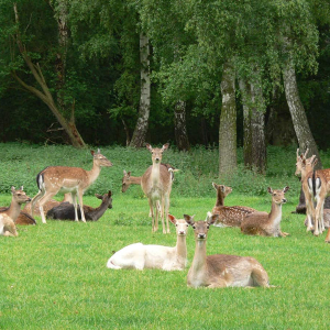 hochwildpark rheinland mechernich kommern ausflugstipp mamilade