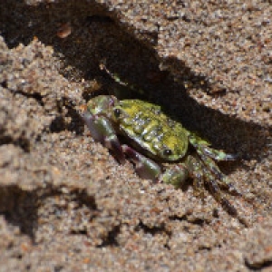 Grüne Krabbe am Strand