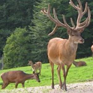 Blindham Bergtierpark