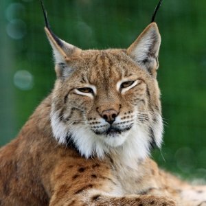 Symbolfoto Steinwasen Park - Wildpark