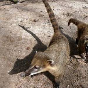 Tierbeobachtungen im Tierpark in Herford