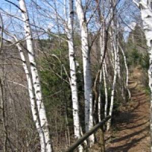 Naturschutzgebiet Kendlmühlfilzen