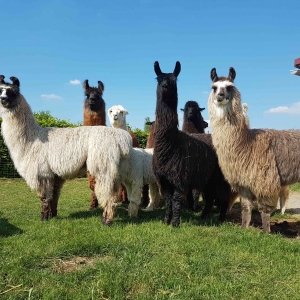 Lamas und Alpaka Wanderungen