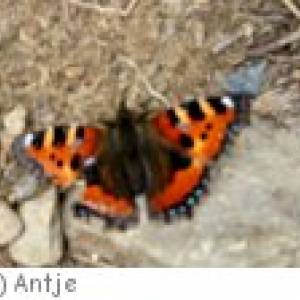 Garten Der Schmetterlinge In Friedrichsruh Mamilade Ausflugsziele