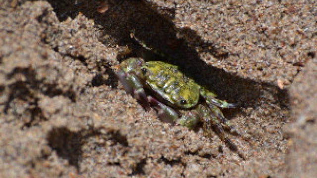 Grüne Krabbe am Strand