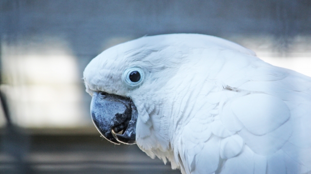 Solinger Vogel- und Tierpark